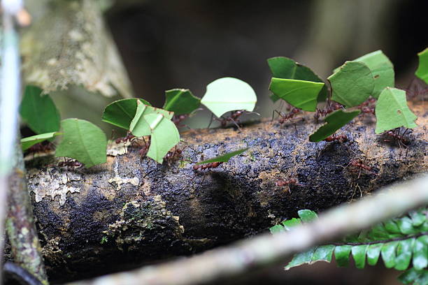 istock Reef cutter ant in Ecuador, South America 636848604