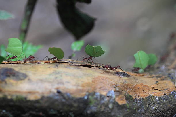 istock Reef cutter ant in Ecuador, South America 636849770