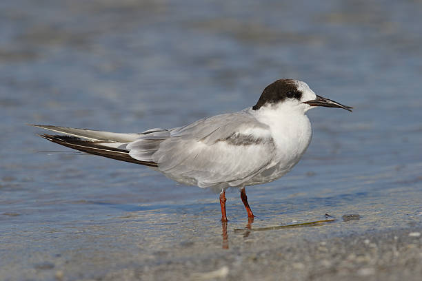 istock Common Tern with a deformed beak - St. Petersburg, Florida 636850690