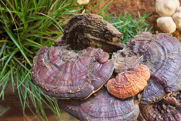 istock Fresh reishi mushroom for display 636850692