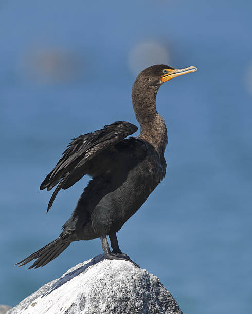 istock Double-crested Cormorant spreading its wings to dry - Florida 636850736