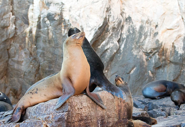 istock Sea Lion couple posturing at Lands End in Cabo 636850878