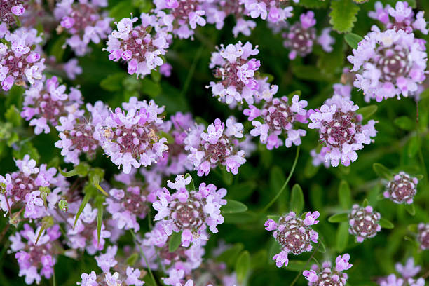 istock Closeup of wild thyme - selective focus, copy space 636851744