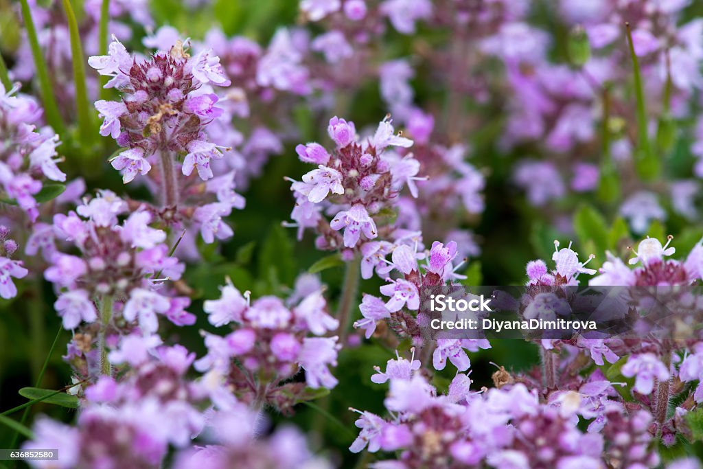 Closeup of wild thyme - selective focus, copy space Closeup of wild thyme - selective focus, copy spaceCloseup of wild thyme - selective focus, copy space Thyme Stock Photo