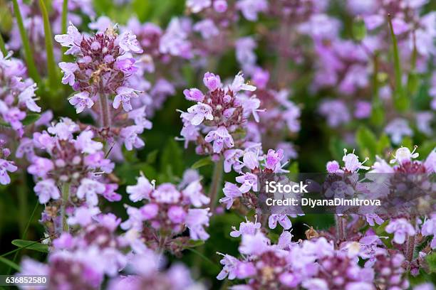 Closeup Of Wild Thyme Selective Focus Copy Space Stock Photo - Download Image Now