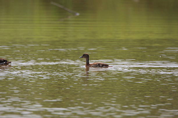 canard sifflant tacheté - white faced whistling duck photos et images de collection