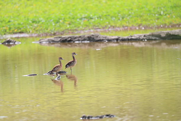 canard sifflant tacheté - white faced whistling duck photos et images de collection