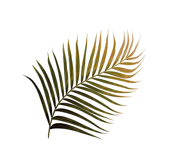 istock Green leaves of palm tree isolated on white background 636853736