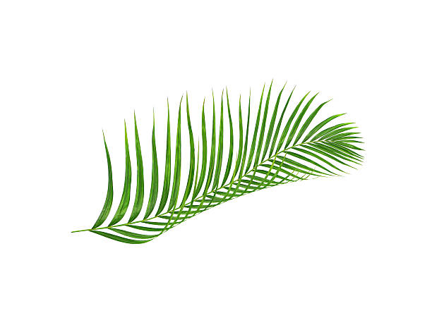 istock Green leaves of palm tree isolated on white background 636853756