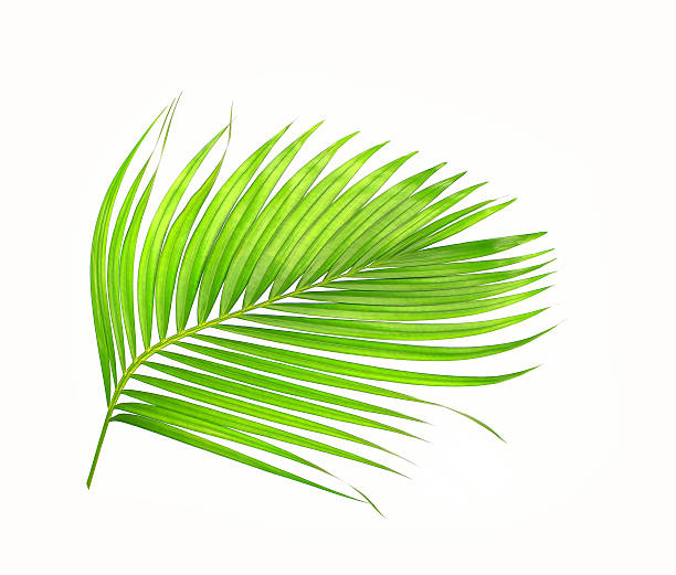 istock green leaves of palm tree isolated on white background 636853788