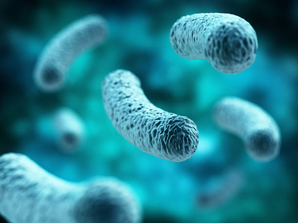 infection bactérienne. bactéries lactobacillus en forme de bâtonnet. - lactobacillus photos et images de collection
