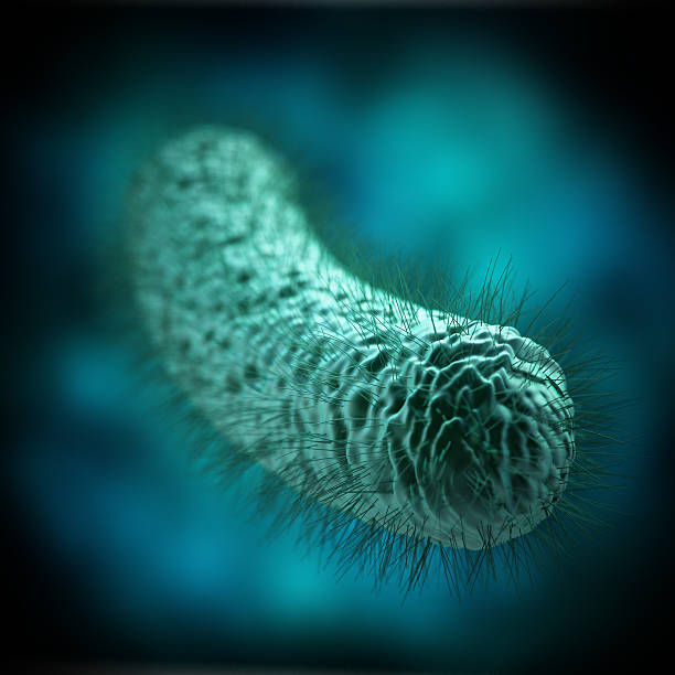 istock Bacterial infection. Rod-shaped Lactobacillus bacteria. 636855452