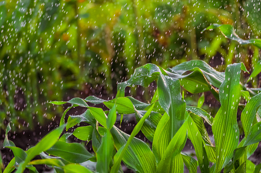 Irrigation of corn stalks. Green background with falling water drops. The stems of the rain drops. Photo with limited depth of field.