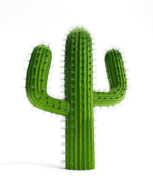 cactus isolato su bianco - cactus thorns foto e immagini stock