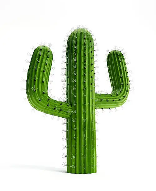 Green cactus with sharp thorns isolated on white.