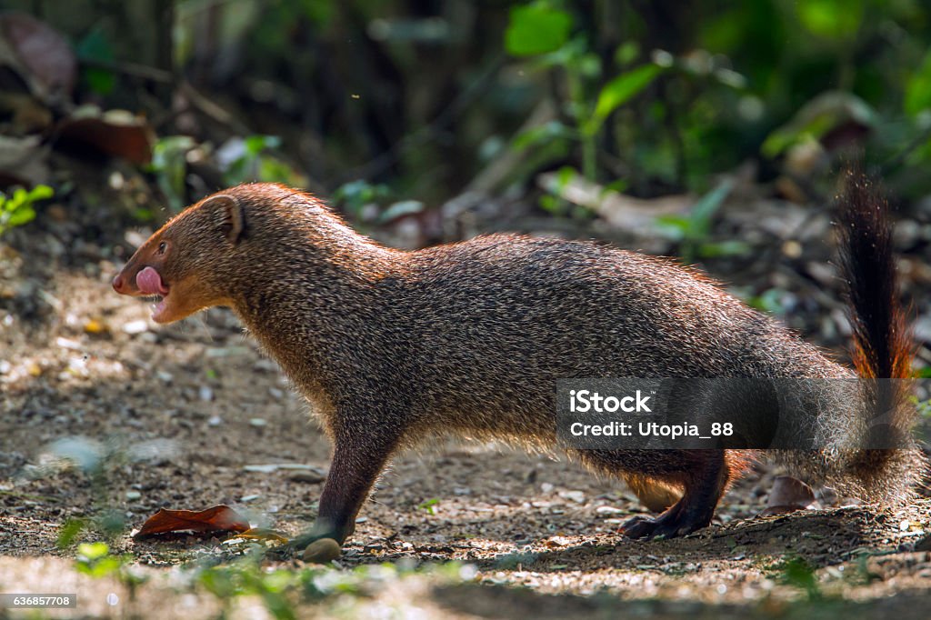 Grey Mongoose In Minneriya National Park Sri Lanka Stock Photo - Download  Image Now - iStock