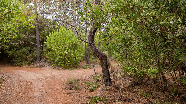 istock Path through a tunnel made out of trees 636859412