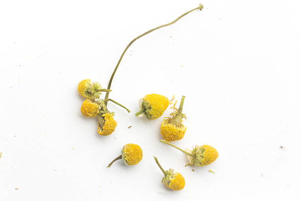 сухой чай ромашки - tea organic single flower flower стоковые фото и изображения