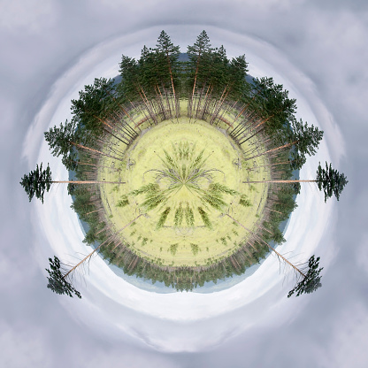 Conceptual image of tall spruce and pine trees in the green grass on a background of a circle of gray cloudy sky. Saving the environment, nature, the world, the earth. Do not destroy the trees, preserve vegetation.