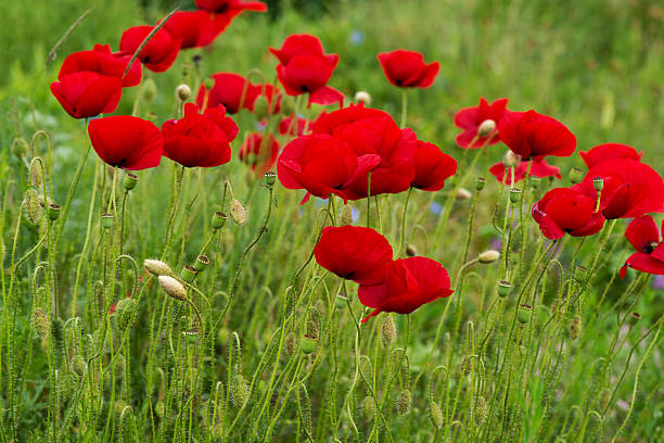 istock Wild poppies in a field - selective focus, copy space 636865950