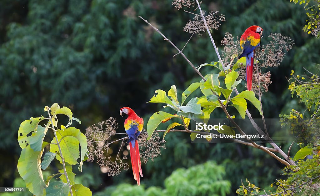 Scarlet macaws Scarlet macaws in Costa Rica Costa Rica Stock Photo