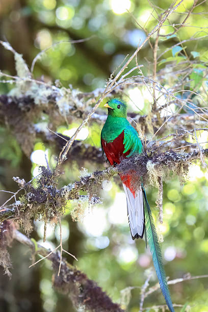 istock Resplendent quetzal in Costa Rica 636867888