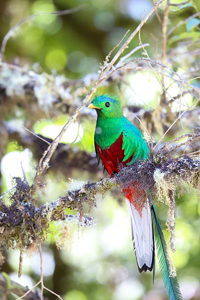 istock Resplendent quetzal in Costa Rica 636867912