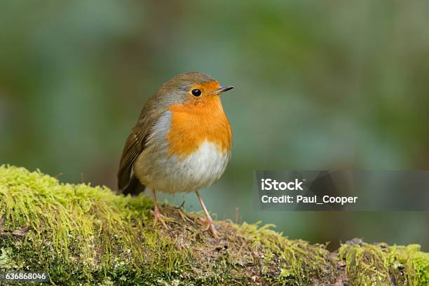 Robin Showing Off Its Red Breast Stock Photo - Download Image Now - Animal  Wildlife, Animals In The Wild, Bird - iStock