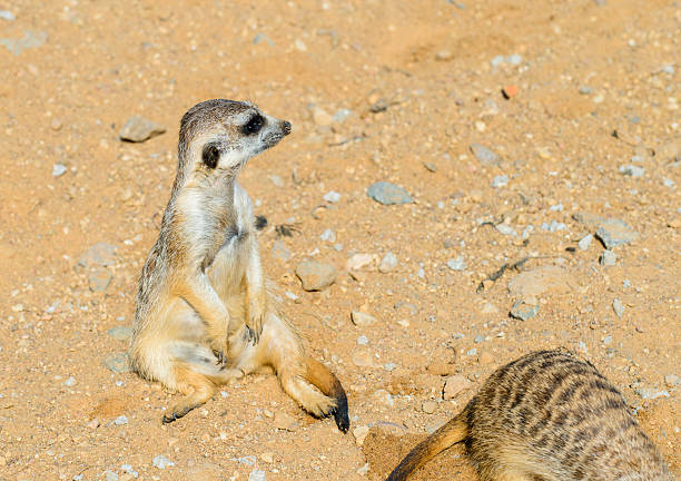 istock meerkats in the sand close up on a sunny day 636869004