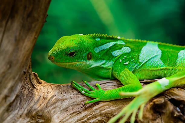 istock green basilisk lizard close-up look down 636869214