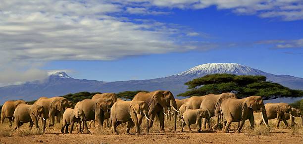 kilimangiaro con elefanti - masai mara foto e immagini stock