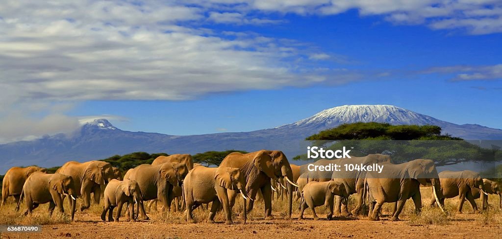 Kilimanjaro With Elephants A herd of african elephants in kenya with mount kilimanjaro in the backgound. Maasai Mara National Reserve Stock Photo