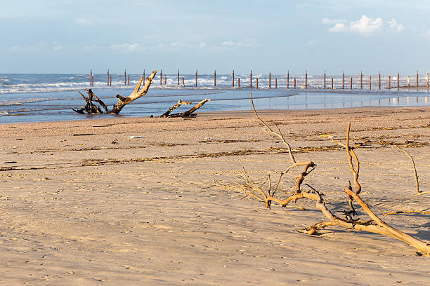 istock Woods logs branch sea shore beach ocean pollution environment disaster. 636870904