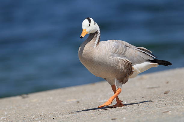 Bar-headed Goose Bar-headed Goose (Anser indicus) in Qinghai, China bar headed goose anser indicus stock pictures, royalty-free photos & images