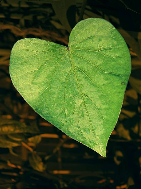 istock Leaf of Sweet potato 636872234