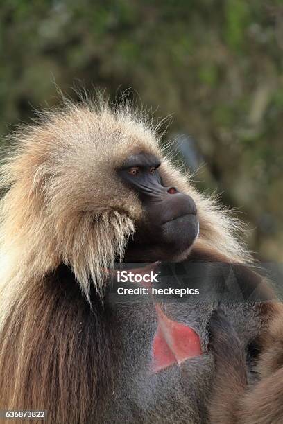Gelada Baboons In The Simien Mountains Of Ethiopia Stock Photo - Download  Image Now - Africa, Animal Wildlife, Animals In The Wild - iStock