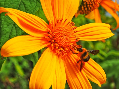Mexican sunflower with bee from a national park of Thailand.