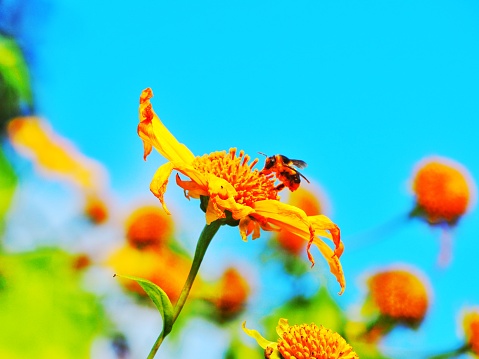 Mexican sunflower with a bee.