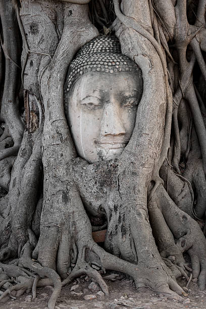 istock Head of buddha image in the tree 636877734