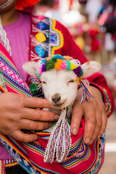 femme péruvienne en vêtements traditionnels tenant un bébé lama - province de cuzco photos et images de collection