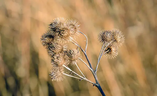 Closeup of brown dried and withered stems and seedheads of the lesser burdock or Arctium minus plant against its blurred natural background. It is in the beginning of the winter season.