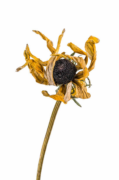istock dried artichoke flowers 636879860