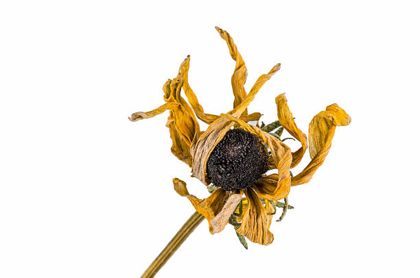 istock dried artichoke flowers 636879868