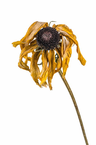 istock dried artichoke flowers 636879952