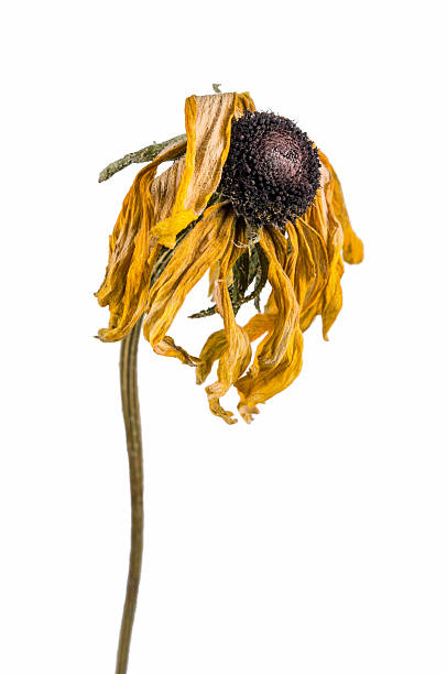 istock dried artichoke flowers 636879968