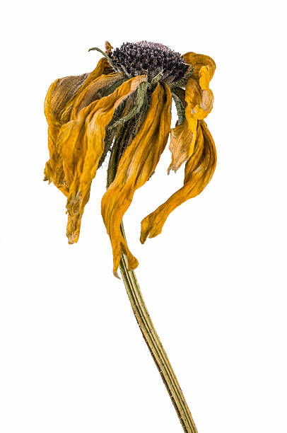 istock dried artichoke flowers 636880042