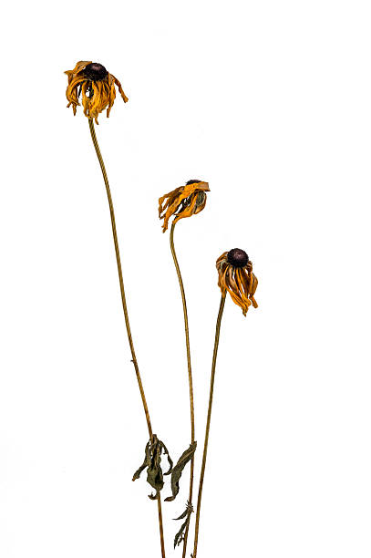 istock dried artichoke flowers 636880118