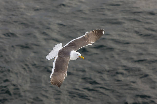 istock flight over the sea water 636880874