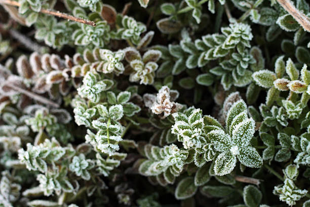 istock Snow covered little plants in symmetrical appearance 636880878