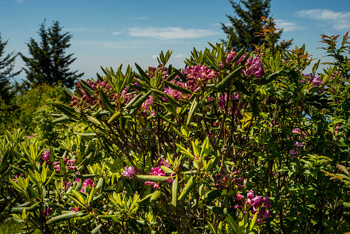 Scarlett pink rhododendron blooms on a bush summer season